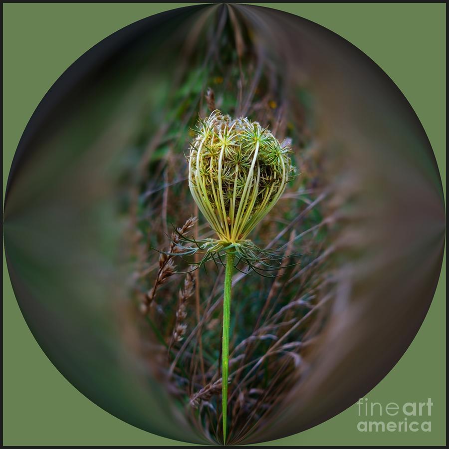 Wild Carrot Seed Head- Daucus carotta Photograph by Yvonne Johnstone