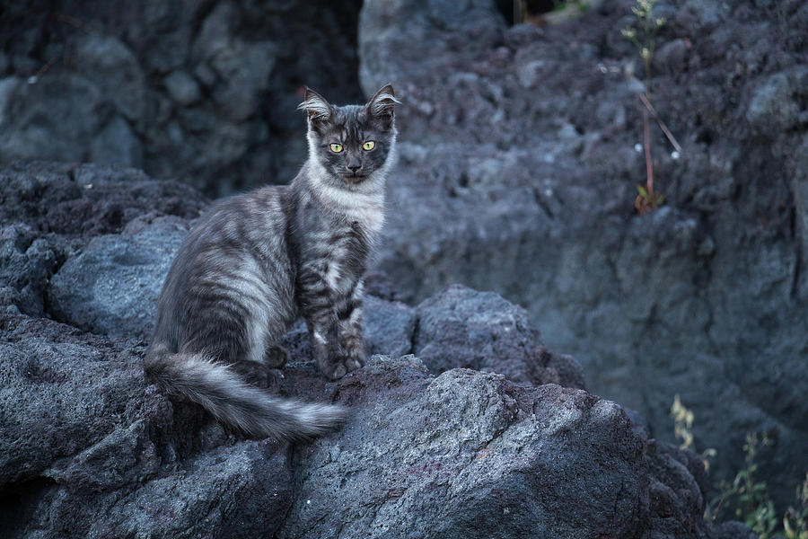 Mammal Photograph - Wild cat on black sand by Elena Olesik