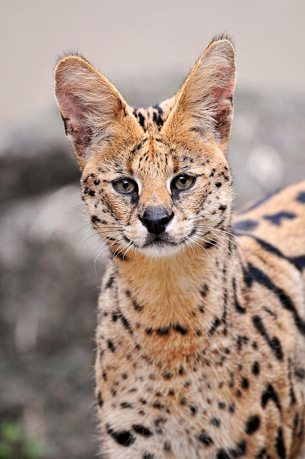 Wild cat with big ears Photograph by Picture by Tambako the Jaguar