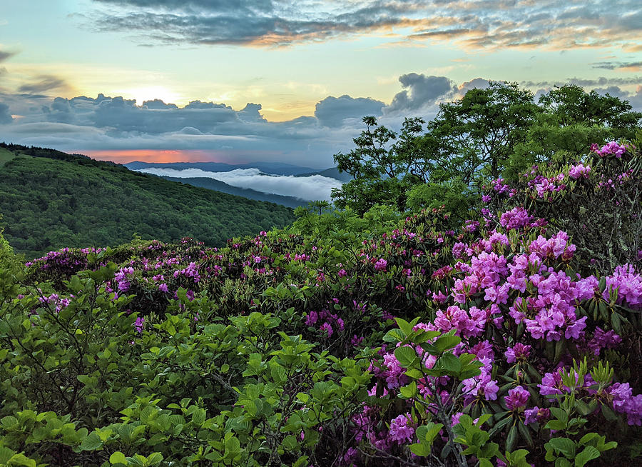 Wild Catawba Rhododendrons at Sunset on Roan Mountain, NC Photograph by ...