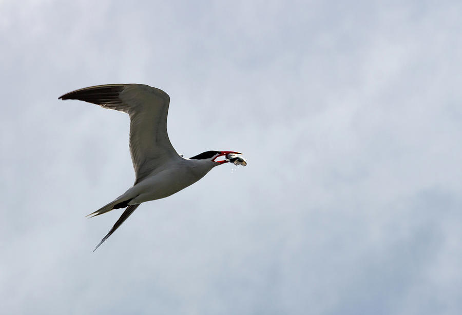 Wild Catlou Tern with a just captured fish flying back to the ne Photograph by Cindy Shebley Wild Catlou Tern with a just captured fish flying back to the ne Photograph by Cindy Shebley