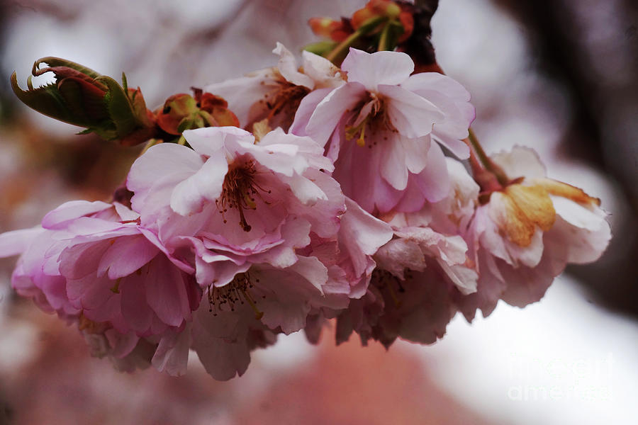 Spring Photograph - Wild Cherry 1 by Rudi Prott