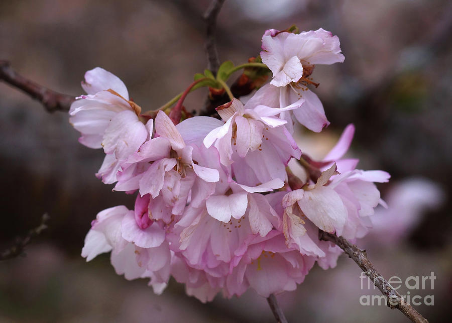 Spring Photograph - Wild Cherry 3 by Rudi Prott