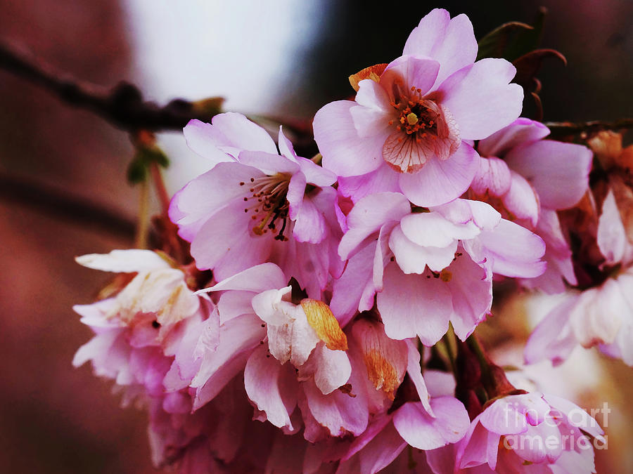 Spring Photograph - Wild Cherry 4 by Rudi Prott