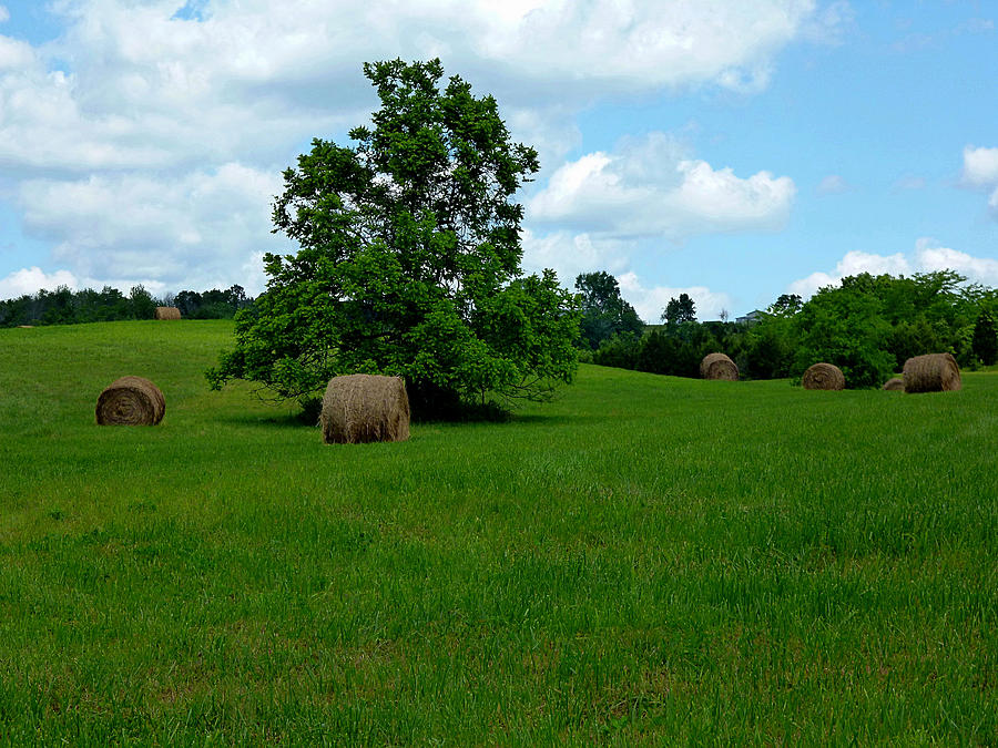 Wild Cherry and Hay Rolls Photograph by Mike McBrayer