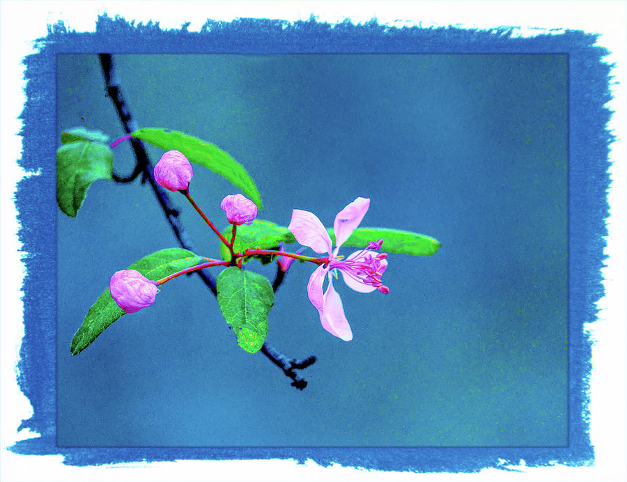 Wild Cherry Blooms Photograph