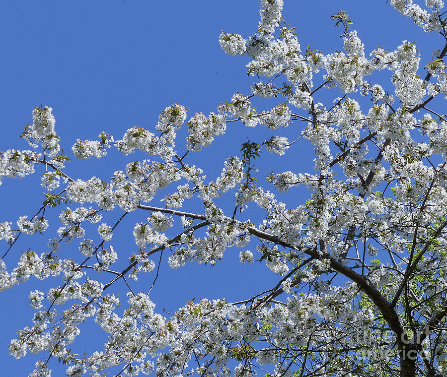 Wild Cherry Blossom Photograph by Phil Banks