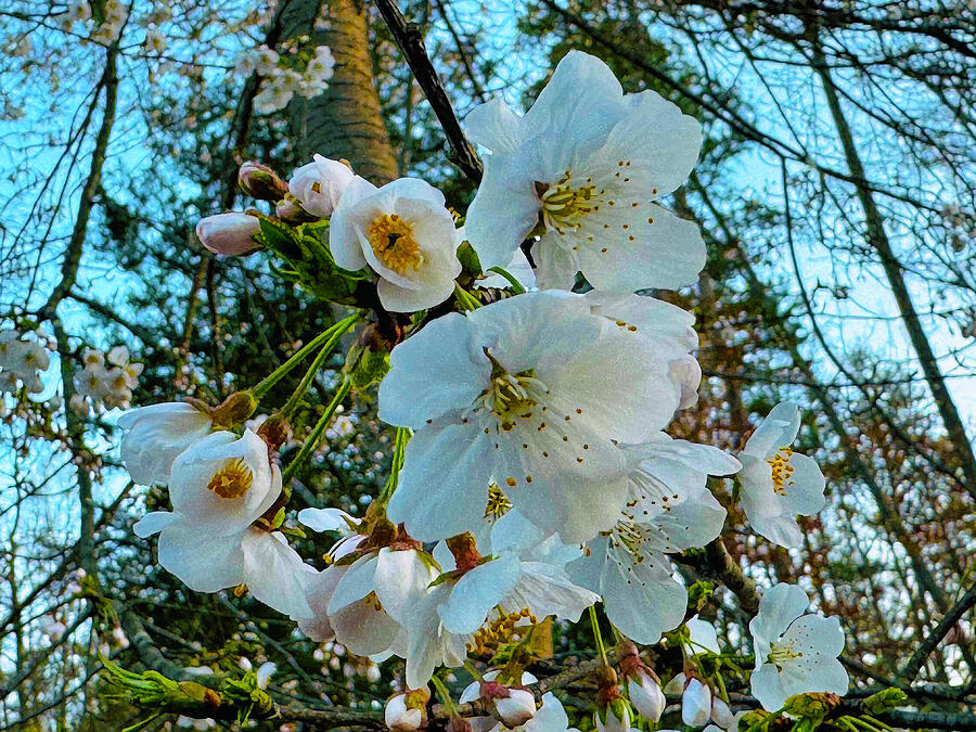 Flower Photograph - Wild Cherry Blossoms by Denise Harty