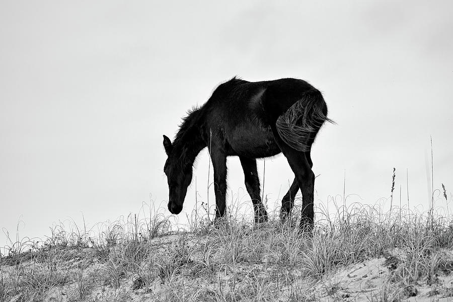 Wild Colt In Silhouette Photograph