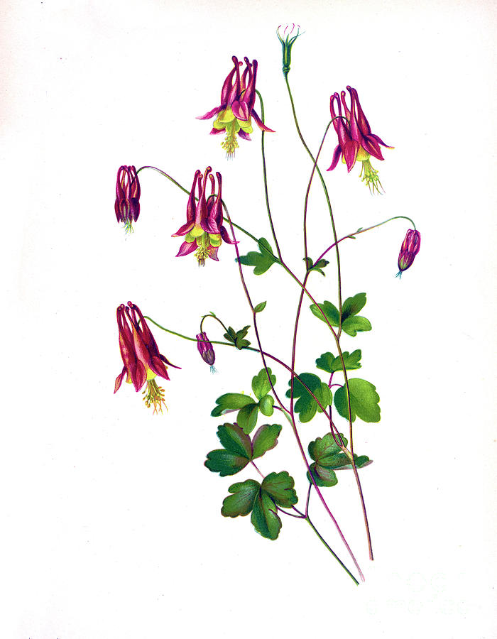 Wild Columbine. Aquilegia canadensis o5 Drawing by Botany