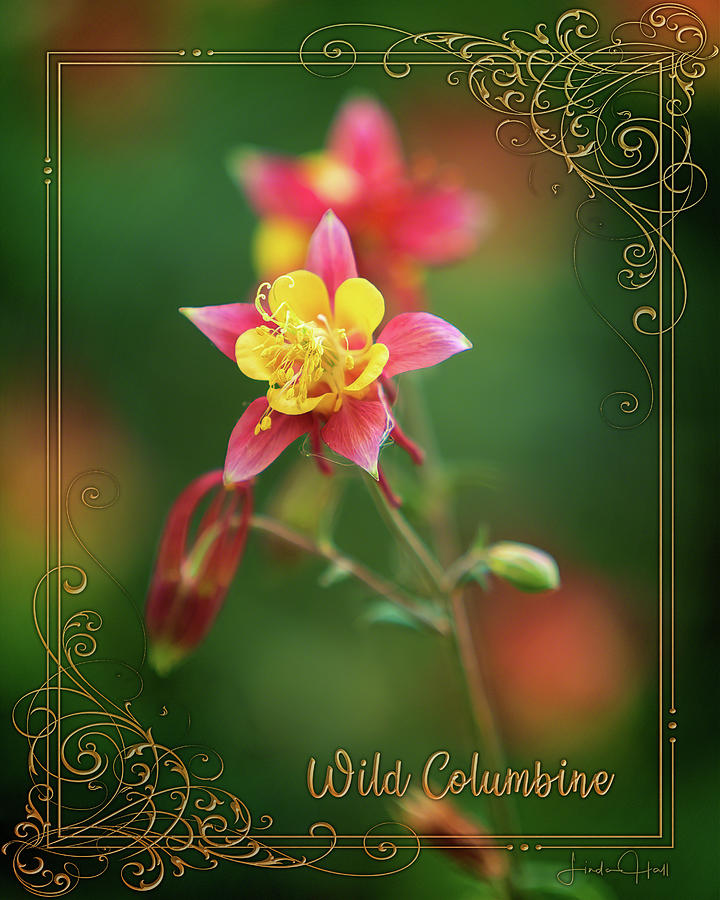 Flower Photograph - Wild Columbine by Linda Lee Hall