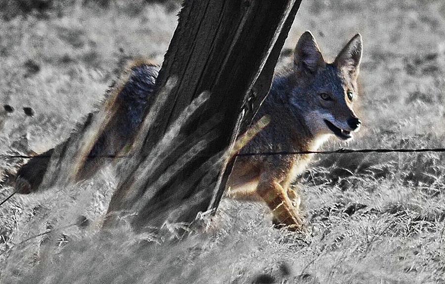 Wild Coyote Digital Art by Fred Loring