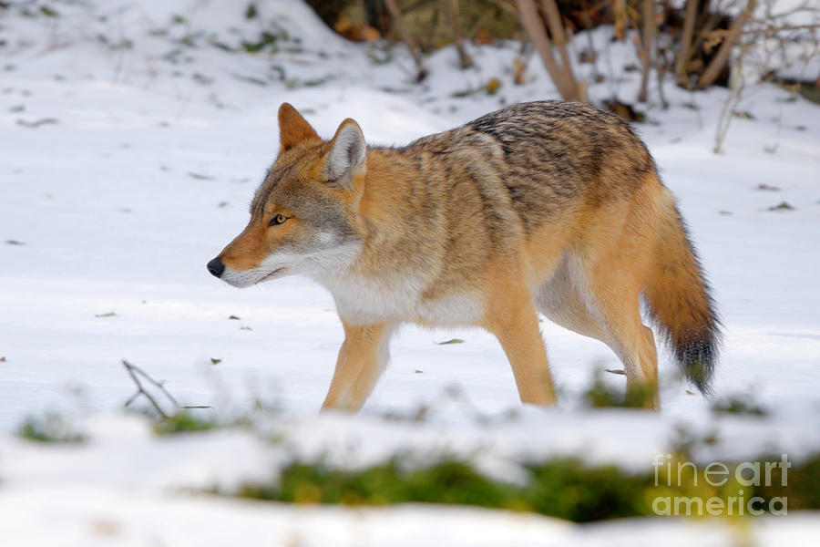 Wild Coyote in Snow Photograph by Charline Xia