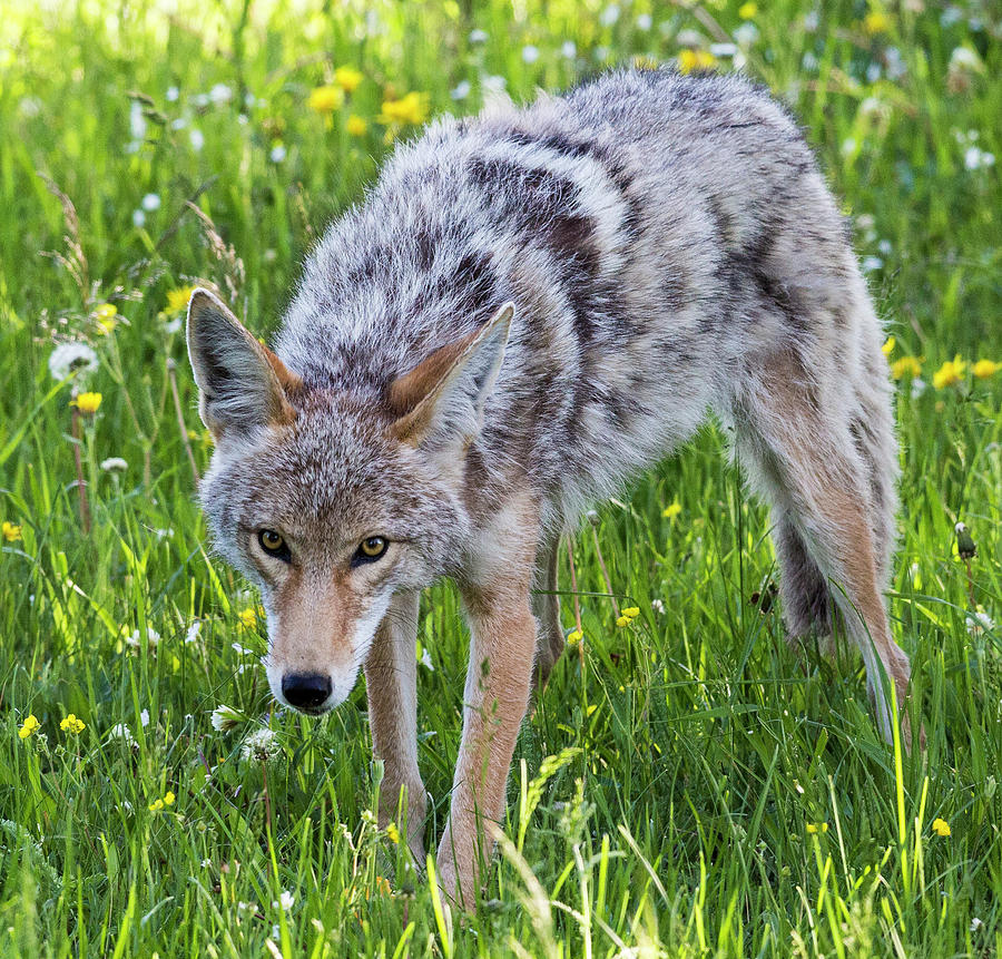 Wild Coyote - Yellowstone National Park Photograph By Patrick Barron ...