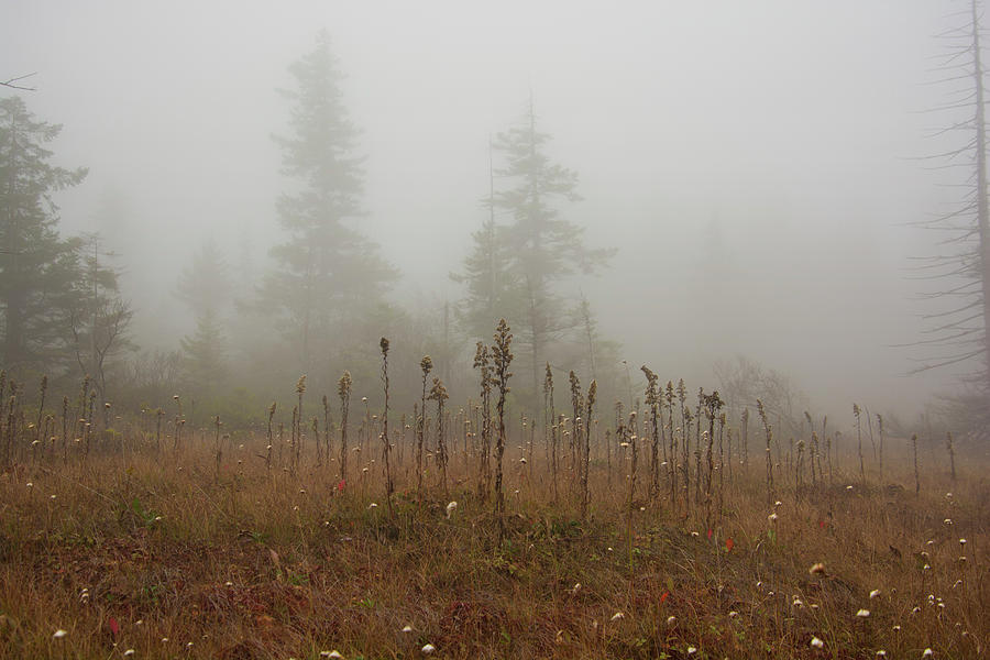 Wild Cranberry Bog in Morning Fog Photograph by Carolyn Hutchins
