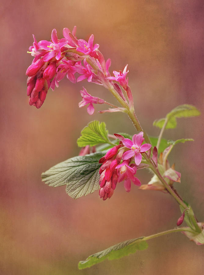 Wild Currant Photograph by Mary Jo Allen