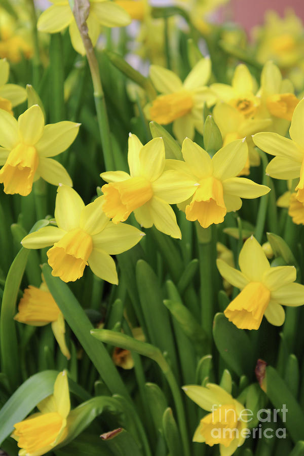 Wild Daffodil Photograph by Dr Debra Stewart