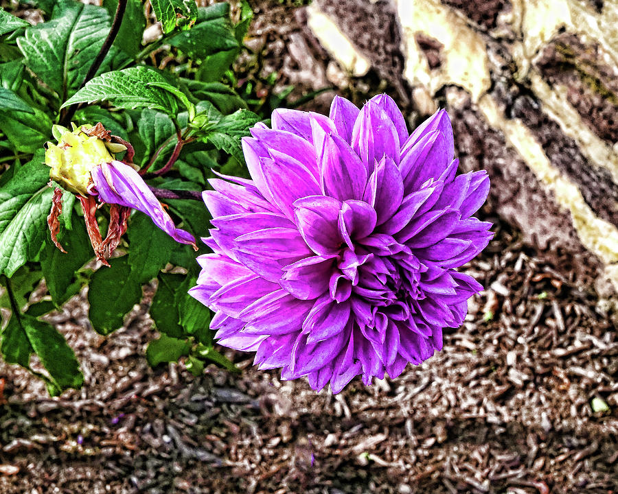 Wild Dahlia by Allen Beatty Wild Dahlia by Allen Beatty
