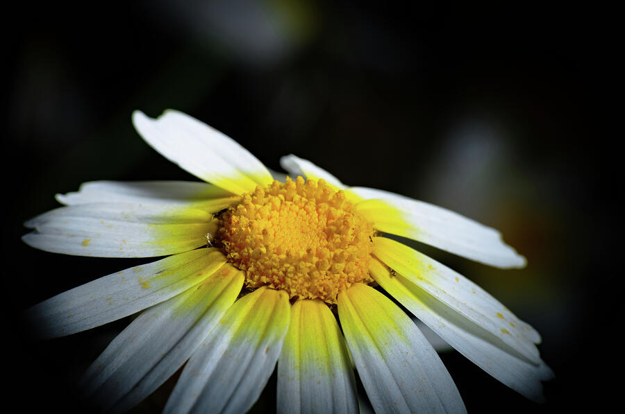 Wild Daisy Flower Photograph by Angelo DeVal
