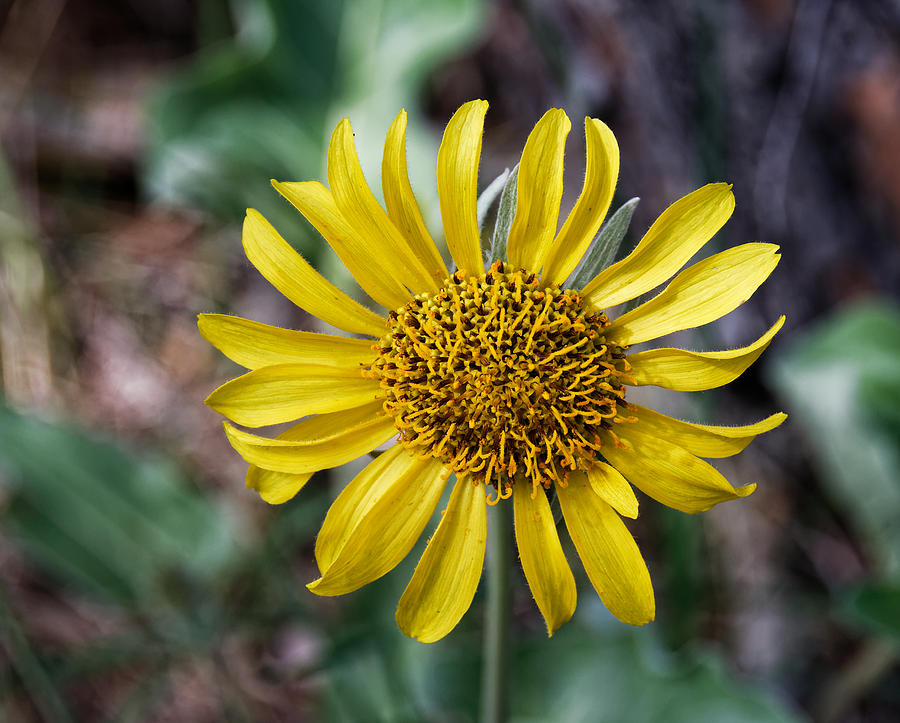 Wild Daisy Photograph by Rick Ulmer - Fine Art America