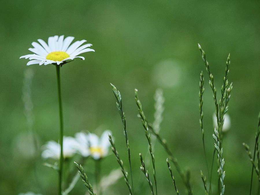 Wild daisy Photograph by Rob Huntley