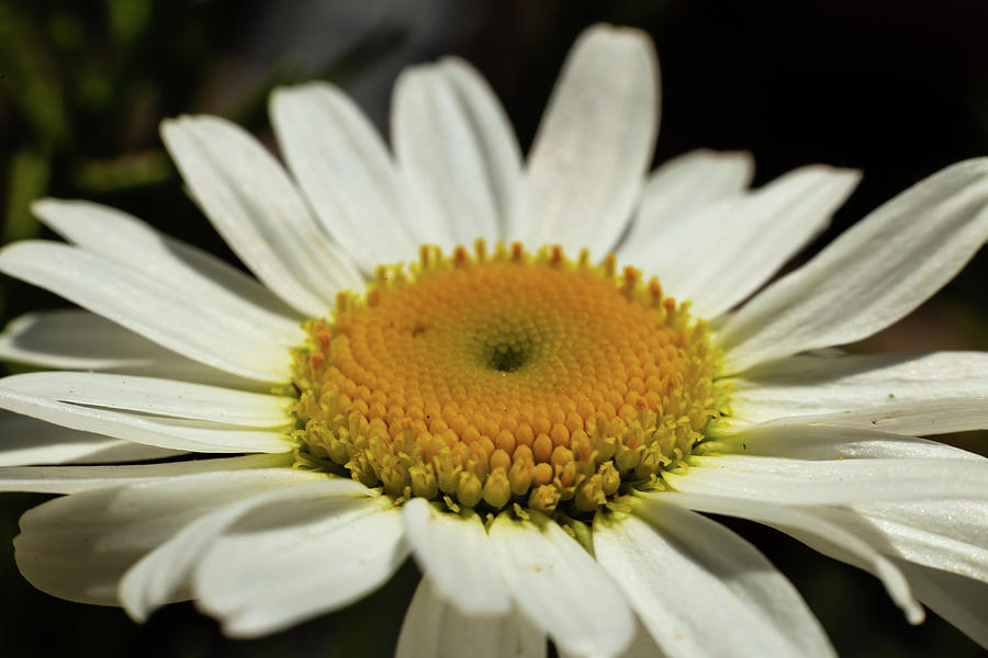 Wild Daisy Photograph by SAURAVphoto Online Store