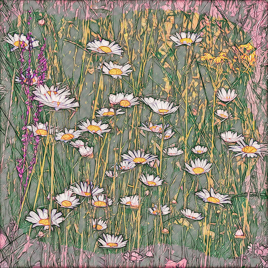 Wild Daisy Sketch Photograph by Bellesouth Studio
