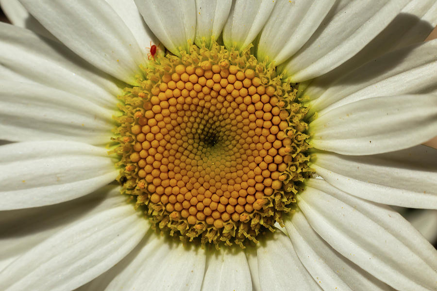 Wild Daisy with a small bug Photograph by SAURAVphoto Online Store