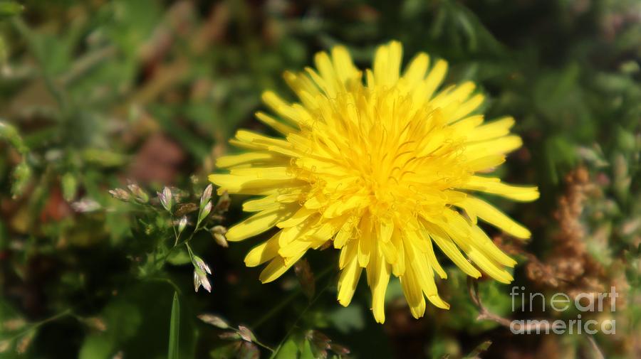 Wild Dandelion in Full Bloom Photograph by Yelena Sokolov