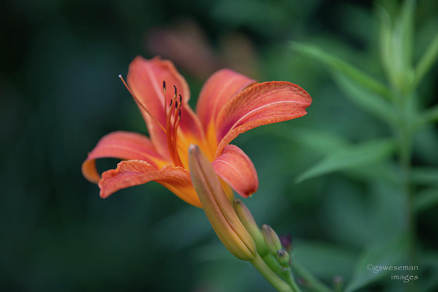 Wild Day Lilly Photograph by Greg Weseman