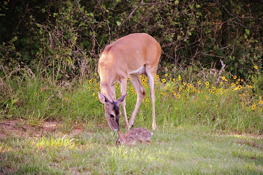Wild Deer and Jackrabbit sharing the Grass in a Meadow Photograph by Gaby Ethington
