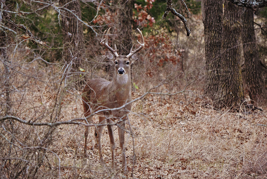 Deer Photograph - Wild Deer Buck Texas Oak Forest by Gaby Ethington