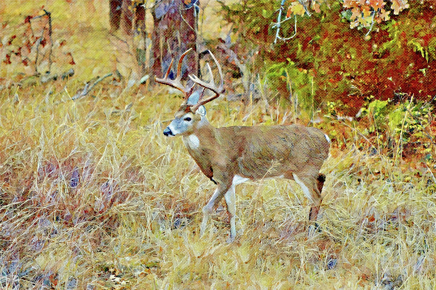 Wild Deer Buck White Tailed Deer in Texas Digital Art by Gaby Ethington