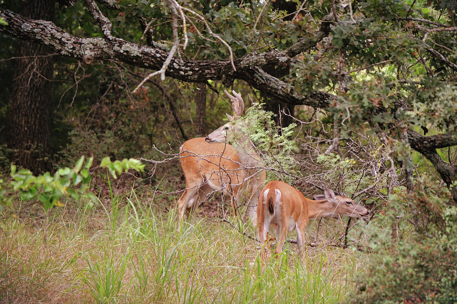 Wild Deer Couple In The Woods Photograph