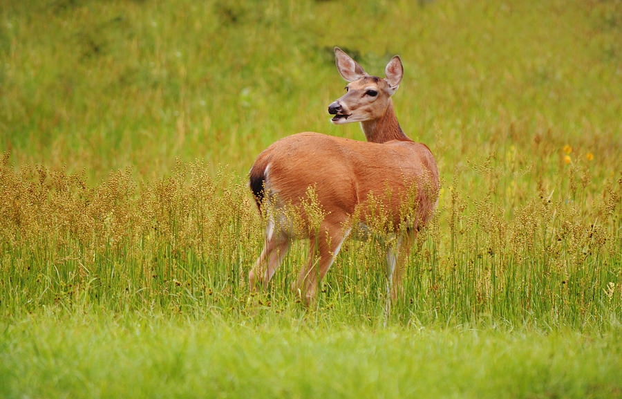 Wild Deer In Meadow Of Tall Grass Photograph