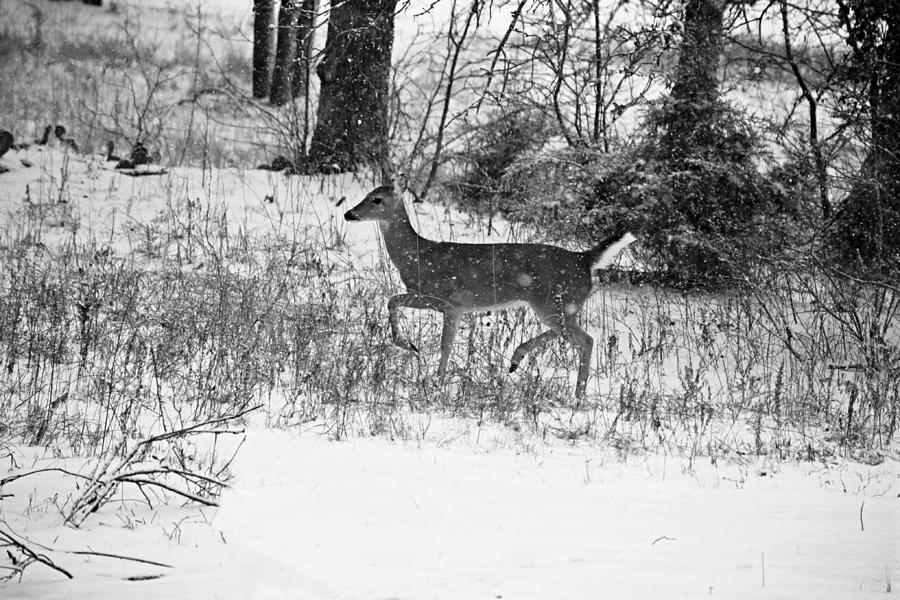 Wild Deer Trotting in Snow Black and White Photograph by Gaby Ethington ...