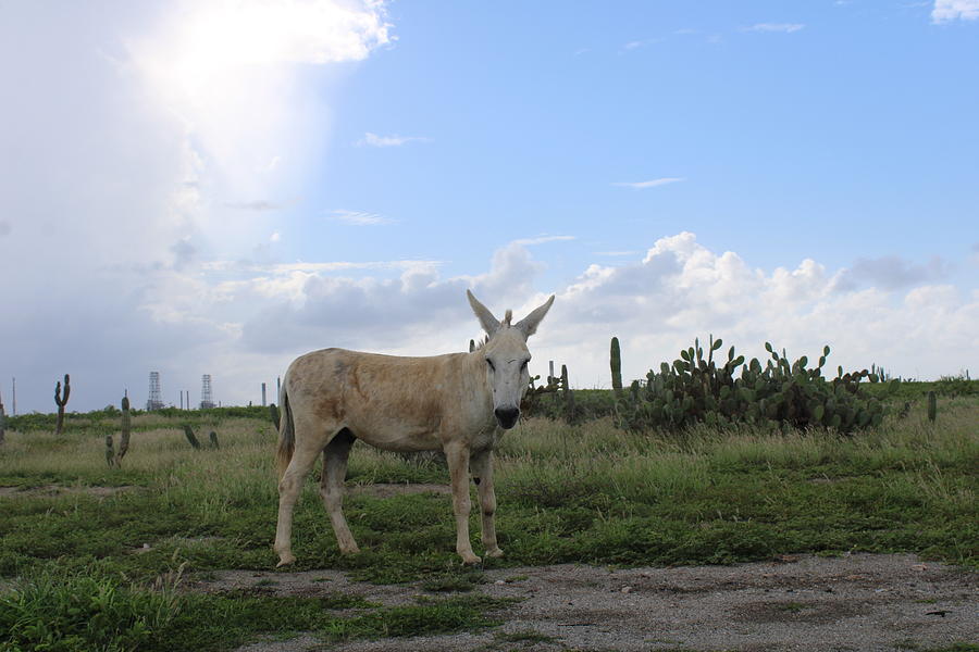 https://images.fineartamerica.com/images/artworkimages/mediumlarge/3/wild-desert-mule-amber-white.jpg