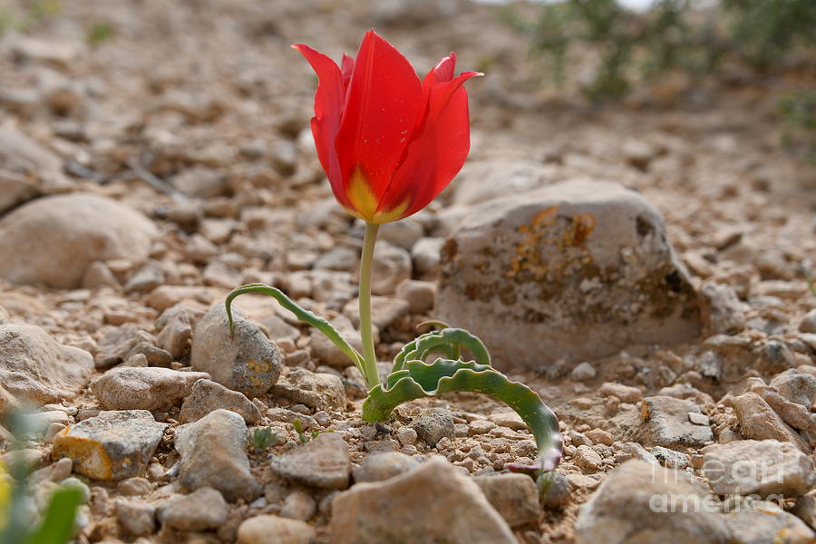 wild Desert Tulip Tulipa systola r2 Photograph by Yotam Jacobson
