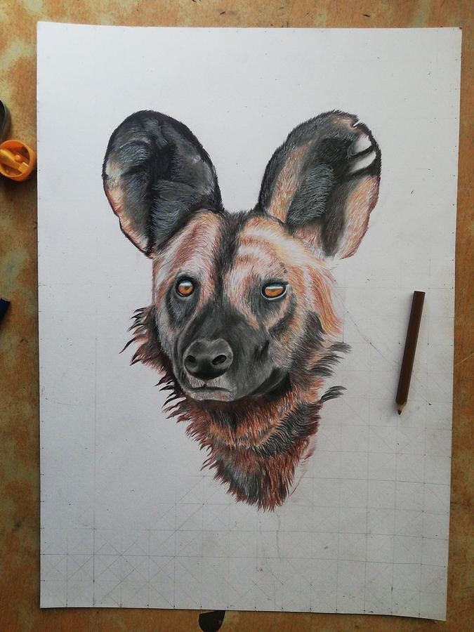 Wild Dog drawing by Ashleigh Muparuri Drawing by Ashleigh Muparuri