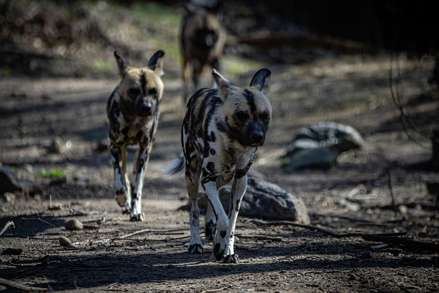 Wild dogs Photograph by Erin O'Keefe - Fine Art America