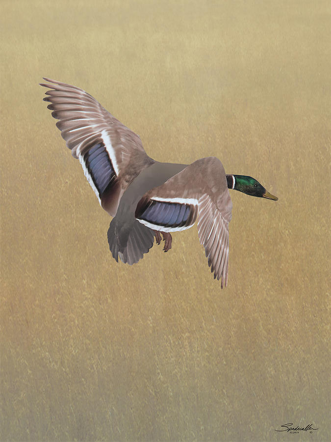 Wild Duck Aloft Digital Art by M Spadecaller