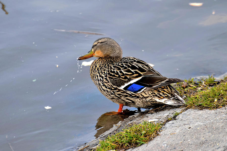 Wild duck on the river bank. Photograph by Sergei Fomichev