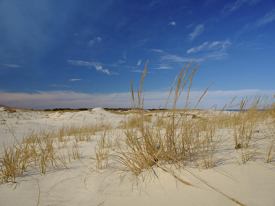 Wild Dune Grasses On The New Jersey Coast Photograph