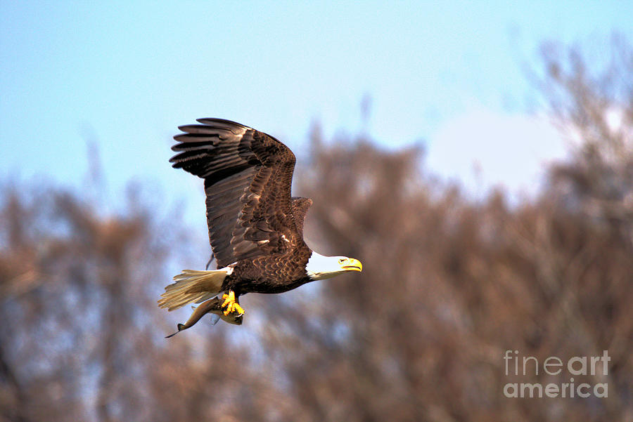 Wild Eagle With A Fish Photograph by Adam Jewell