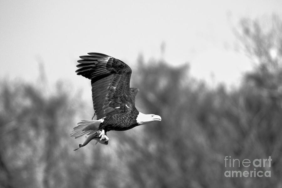 Wild Eagle With A Fish Black And White Photograph by Adam Jewell