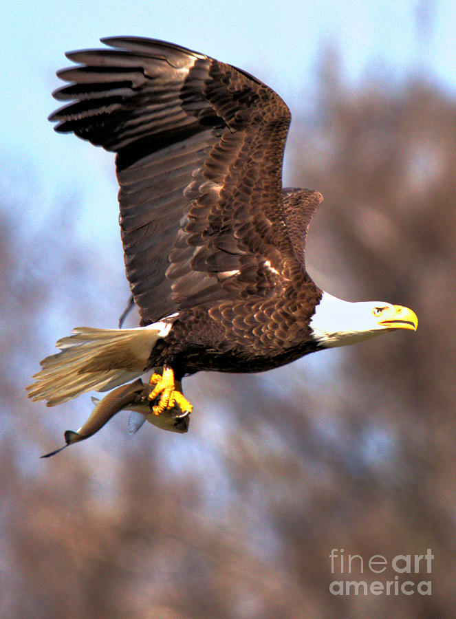 Wild Eagle With A Fish Crop Photograph by Adam Jewell