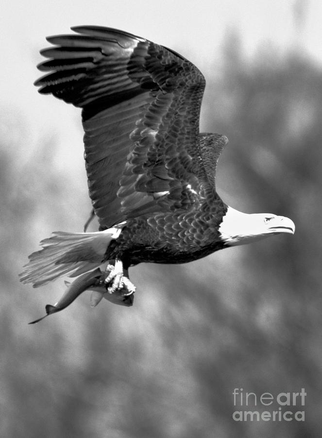 Wild Eagle With A Fish Crop Black And White Photograph by Adam Jewell