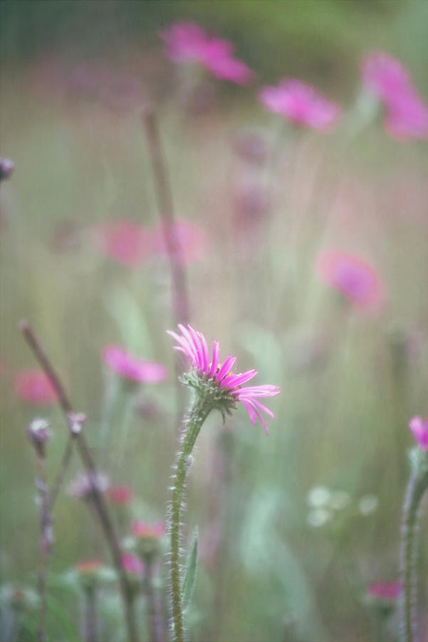 Wild Echinacea Tennesseensis Field Photograph