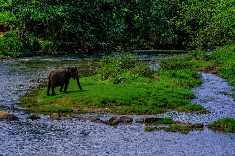 Wild Elephant at Pinnawala Photograph by Arj Munoz