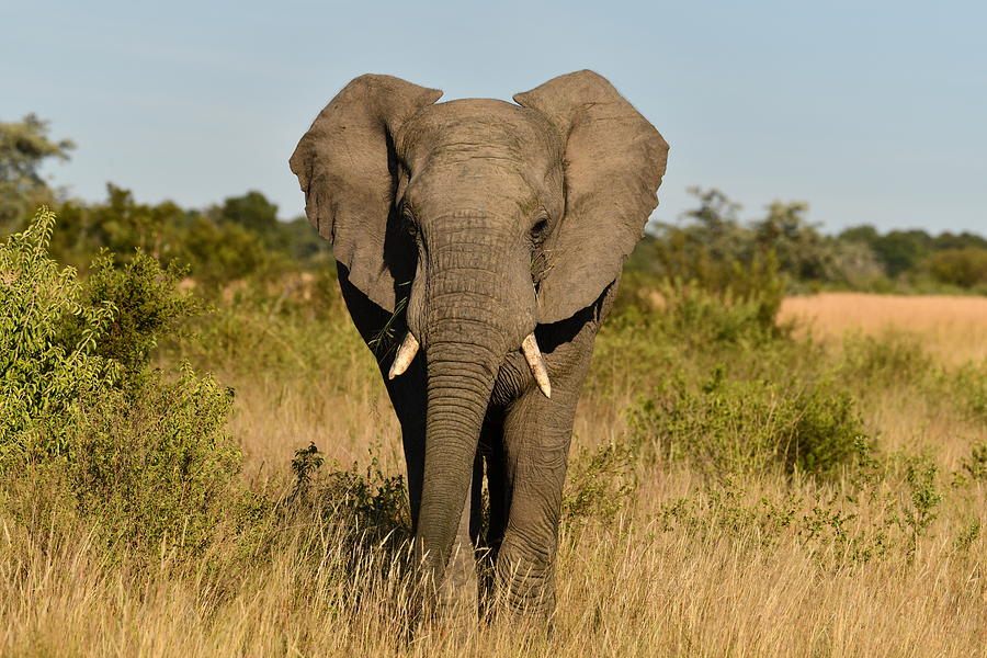 Wild elephant on photo safari in South Africa Photograph by Jeff R Clow